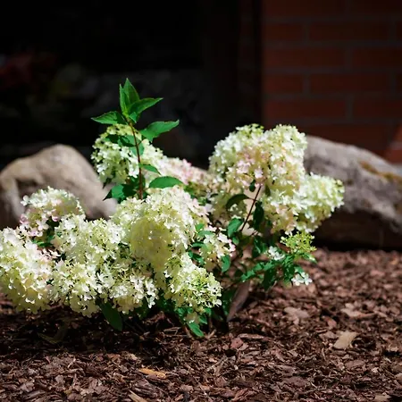 Park דירה אוסטשיצ'ה